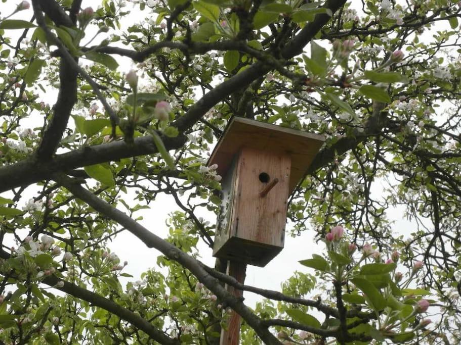Ferienwohnung Im Vogelhaus Mit Dachterasse Und Grossem Garten Calau Exterior photo